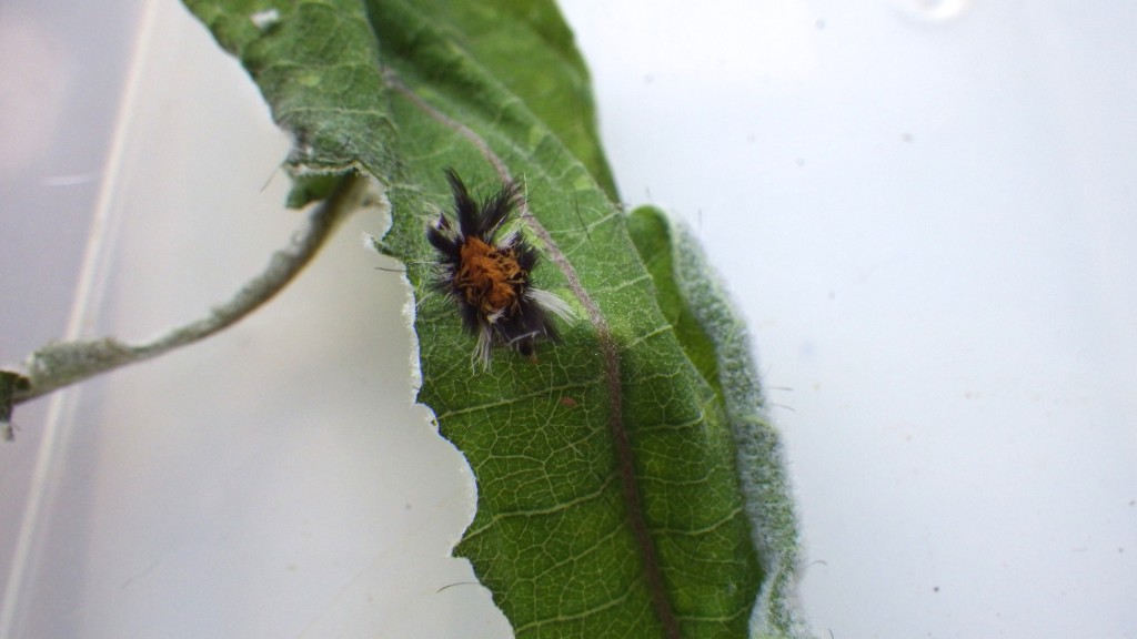 Molted Remains