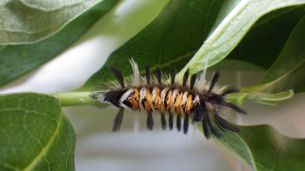 Tussock Caterpillar after Molting